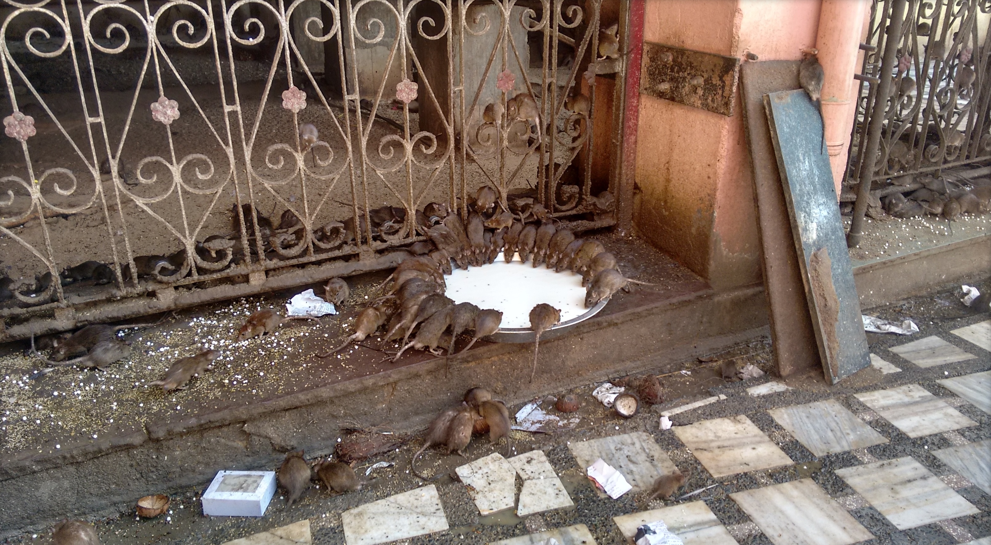 Rats being fed at the Karni Mata Temple