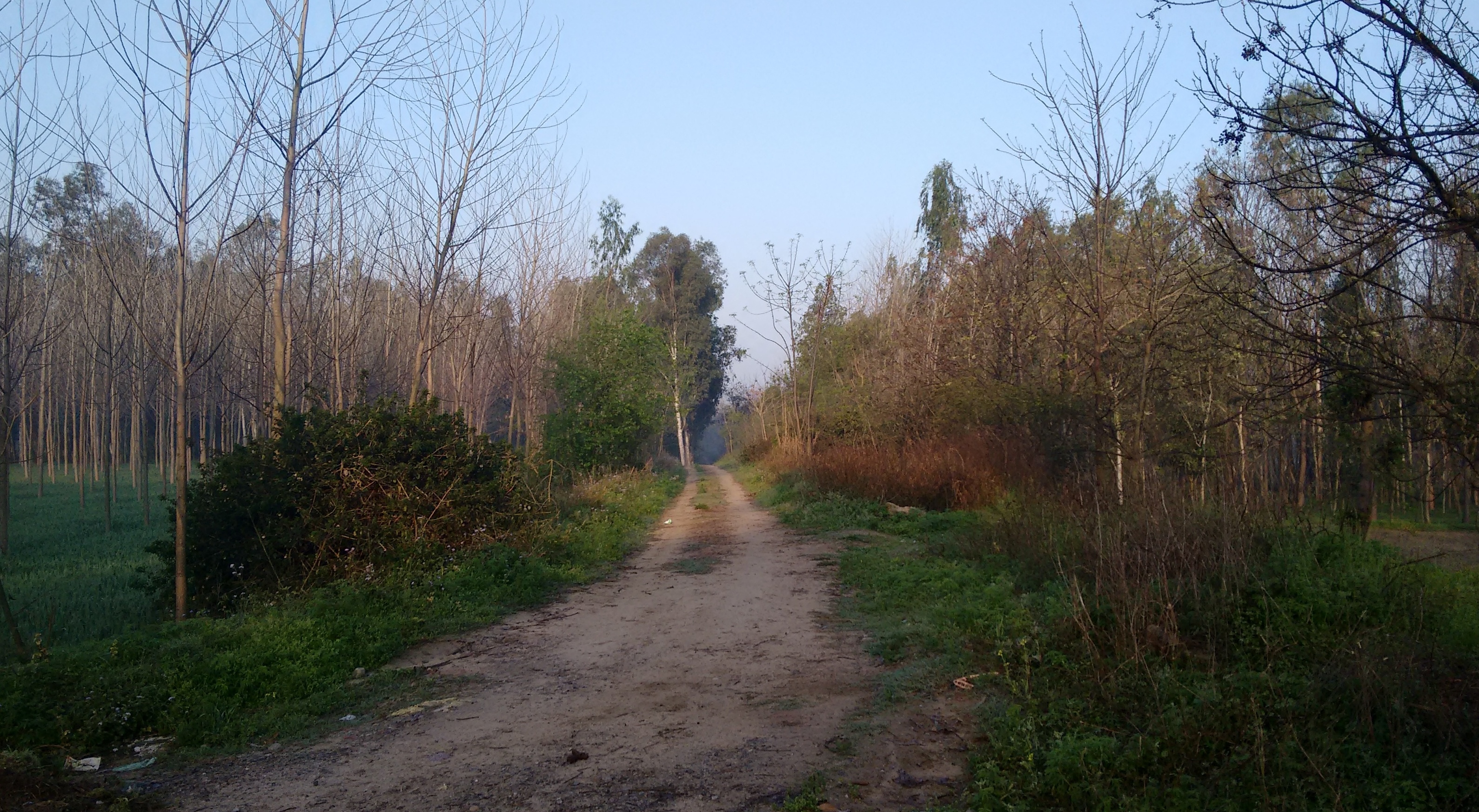 Early morning walk in the between the fields