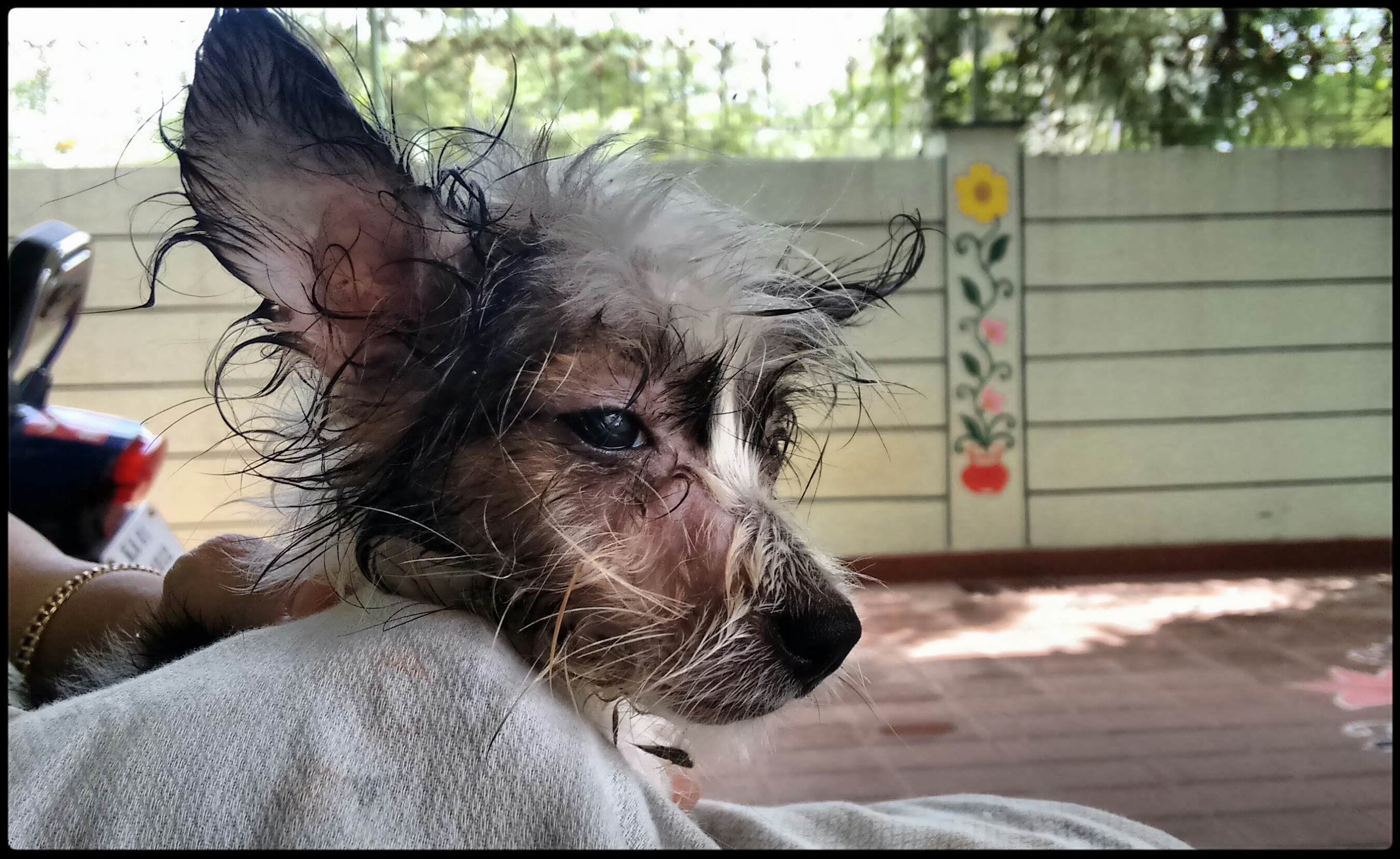 Buzo Junior: A brief journey